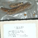 Crepidotus brunnescens image