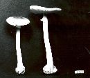 Amanita brunnescens image