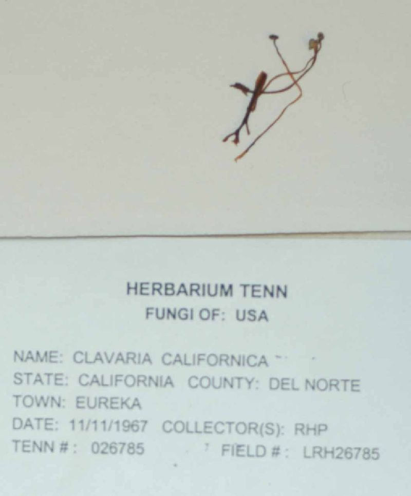 Clavaria californica image