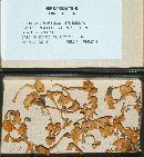 Cantharellus minor image