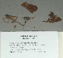 Ramariopsis flavescens image