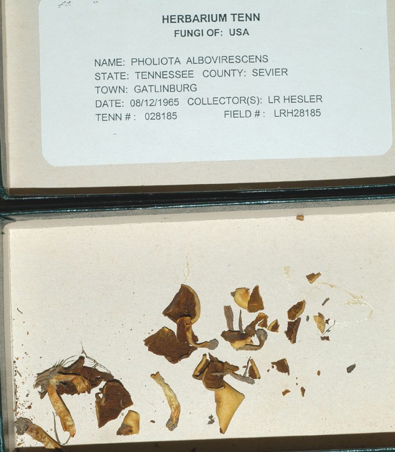 Pholiota albovirescens image