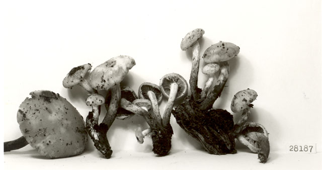 Pholiota malicola image