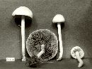 Agrocybe dura image