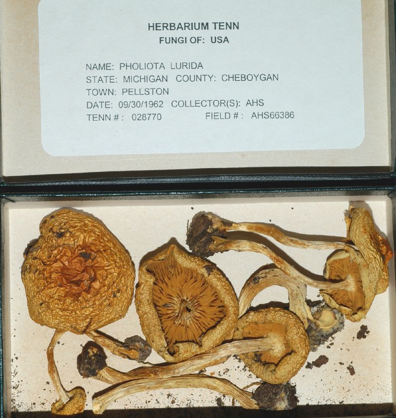 Pholiota lurida image