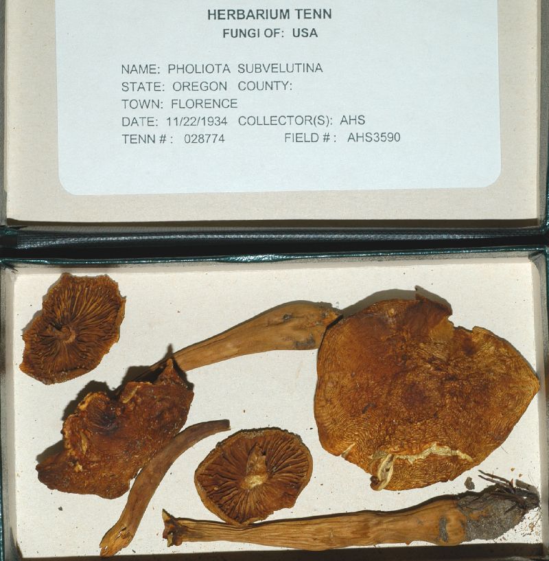 Pholiota subvelutina image