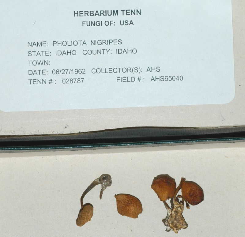 Pholiota nigripes image