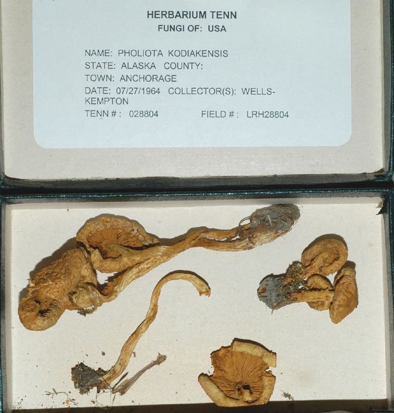 Pholiota kodiakensis image