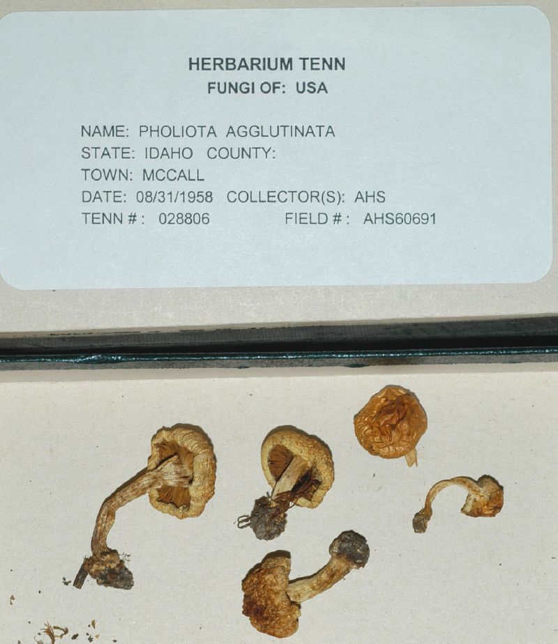 Pholiota agglutinata image