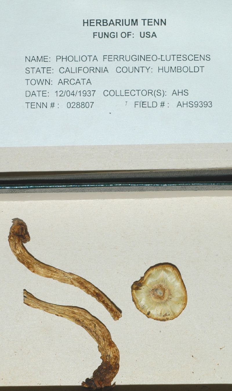 Pholiota ferrugineolutescens image