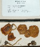 Pholiota brunnescens image