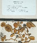Pholiota highlandensis image