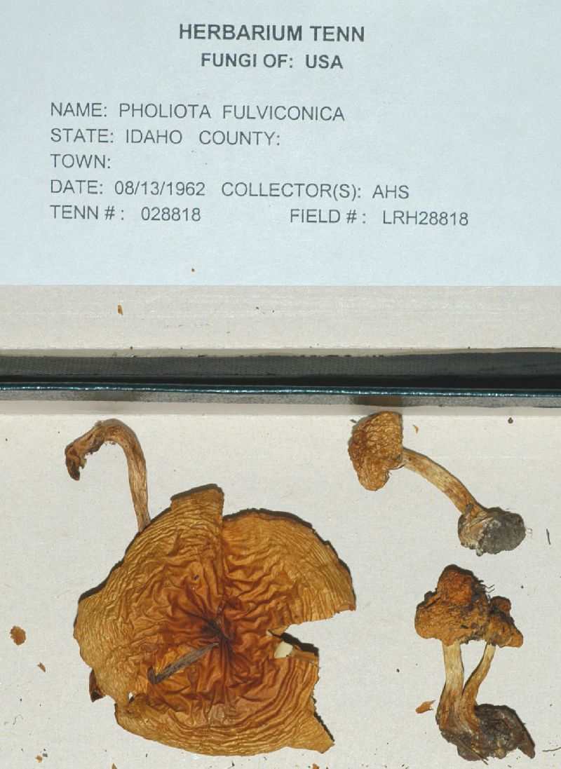 Pholiota fulviconica image