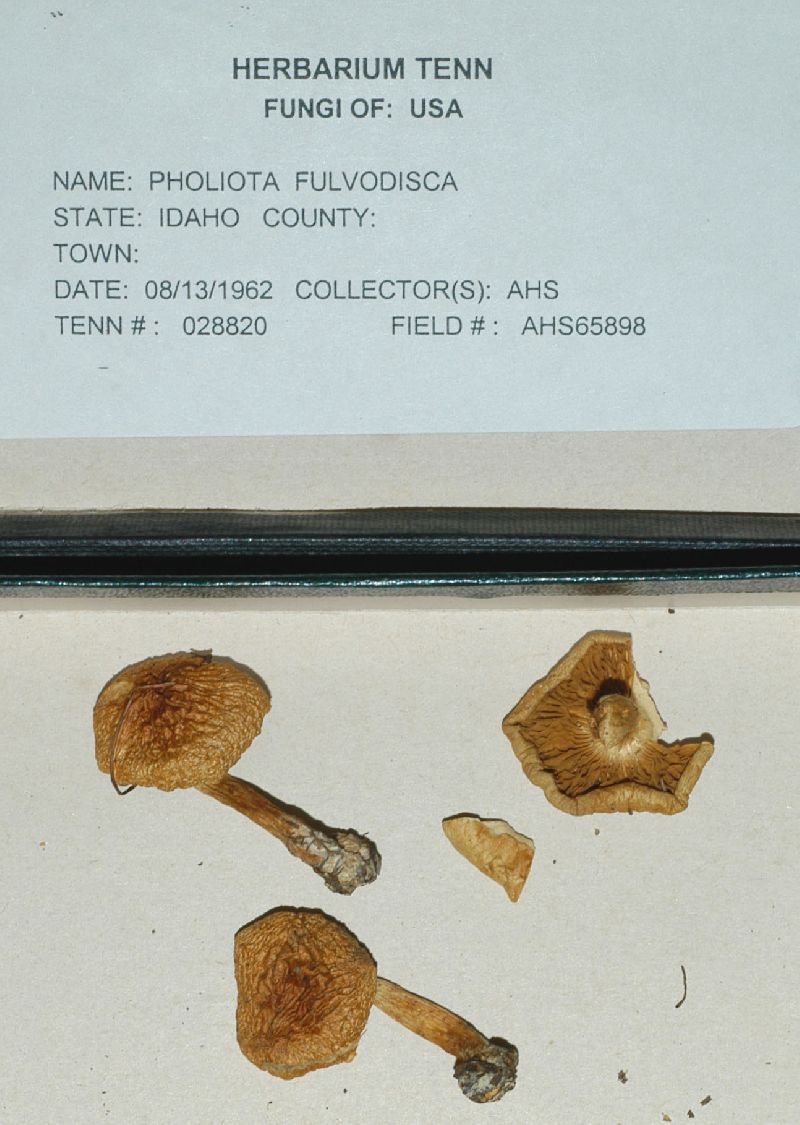 Pholiota fulvodisca image