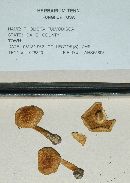 Pholiota fulvodisca image