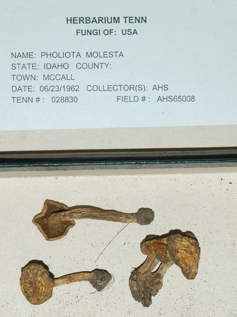 Pholiota molesta image