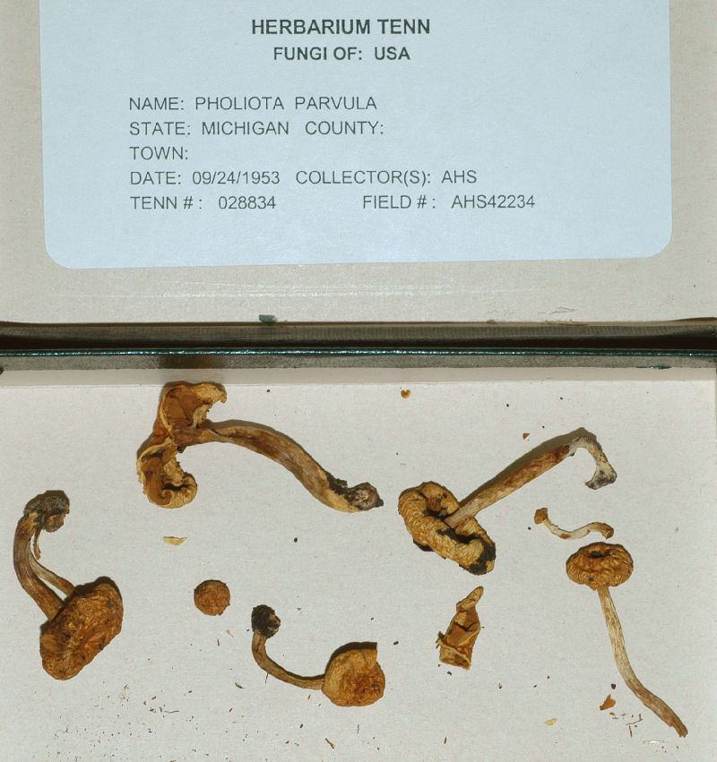 Pholiota parvula image