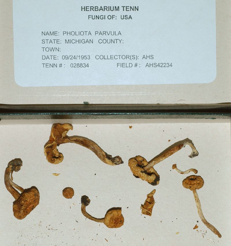 Pholiota parvula image