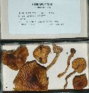 Pholiota velaglutinosa image