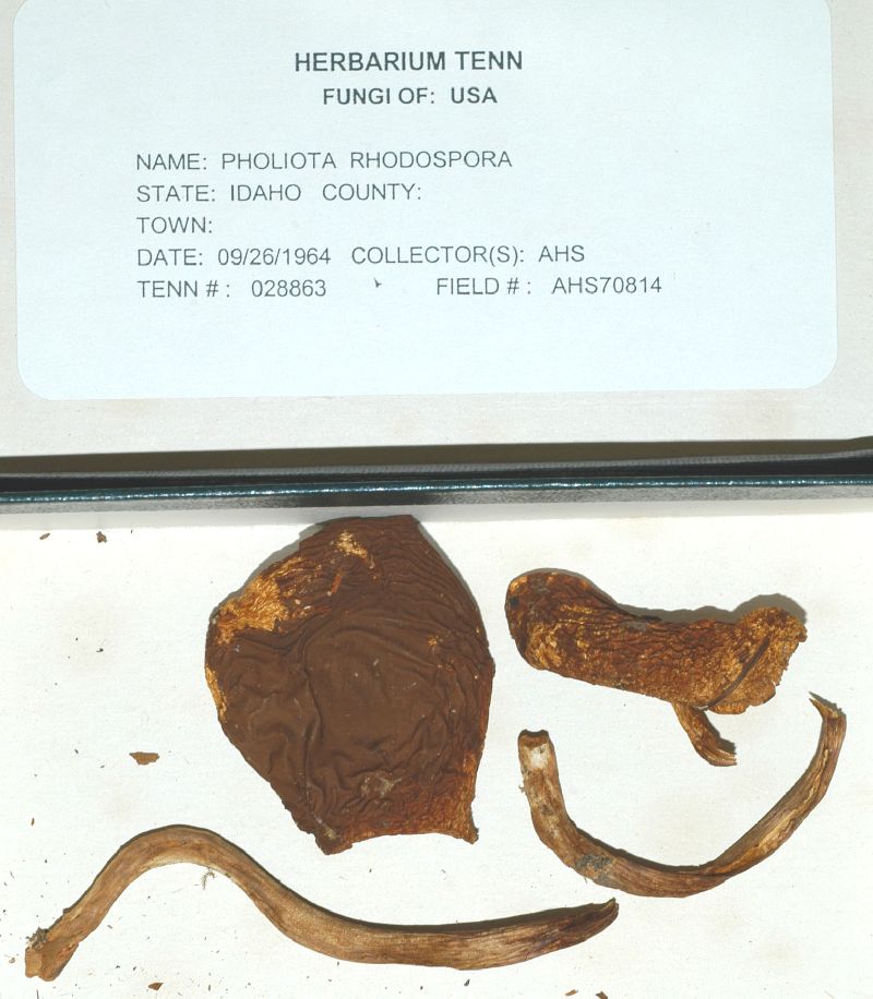 Pholiota flavida var. graveolens image