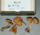 Pholiota rufodisca image