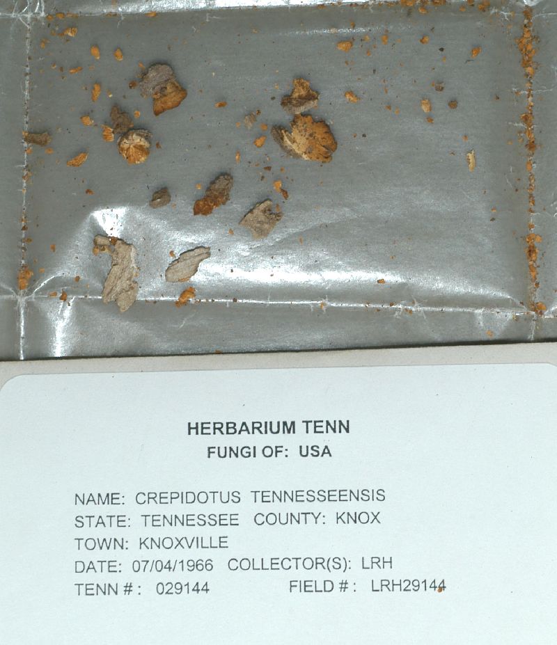 Crepidotus tennesseensis image