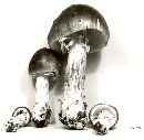 Amanita spreta image