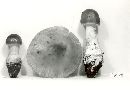 Amanita parcivolvata image