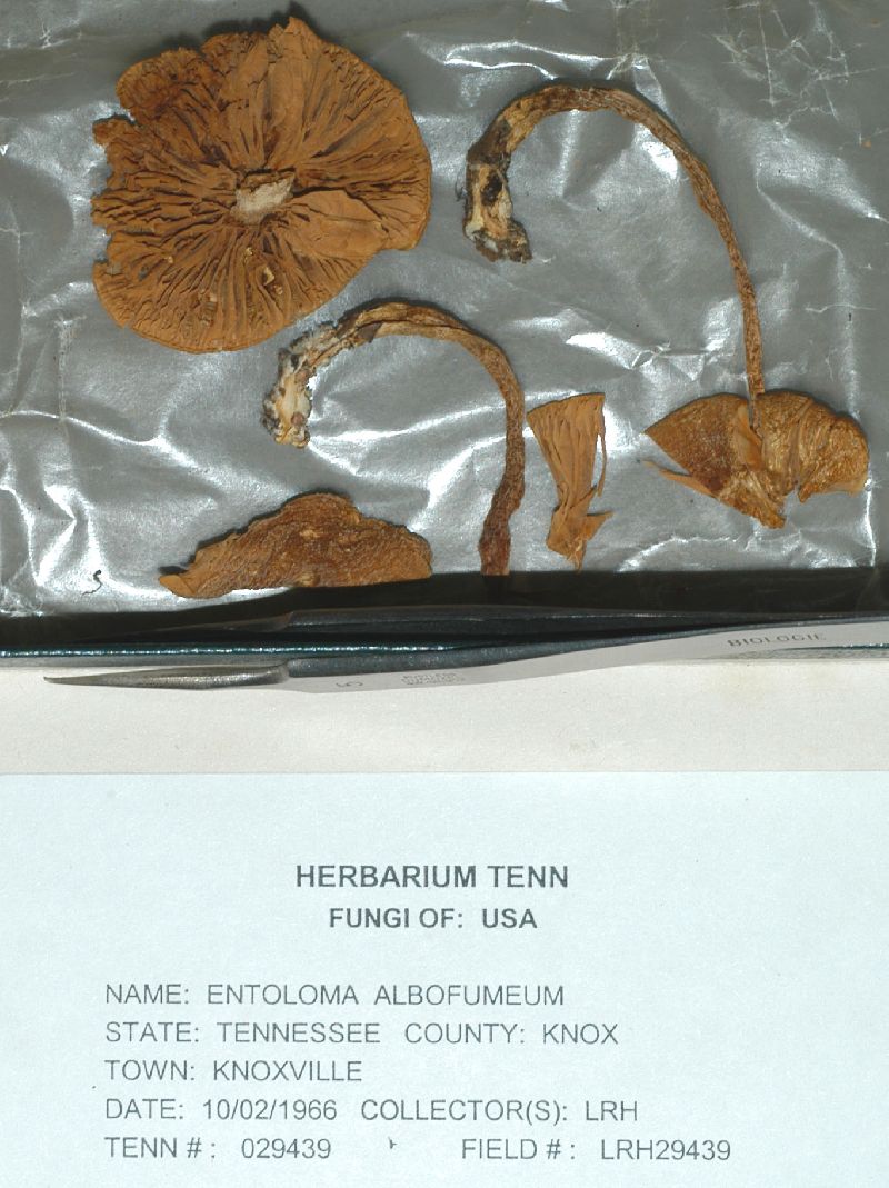 Entoloma albofumeum image