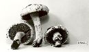 Stropharia melanosperma image