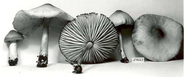 Collybia glatfelteri image