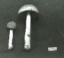 Amanita farinosa image