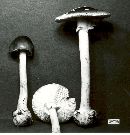 Amanita brunnescens image