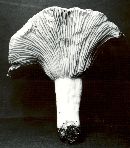 Lactarius subvellereus image