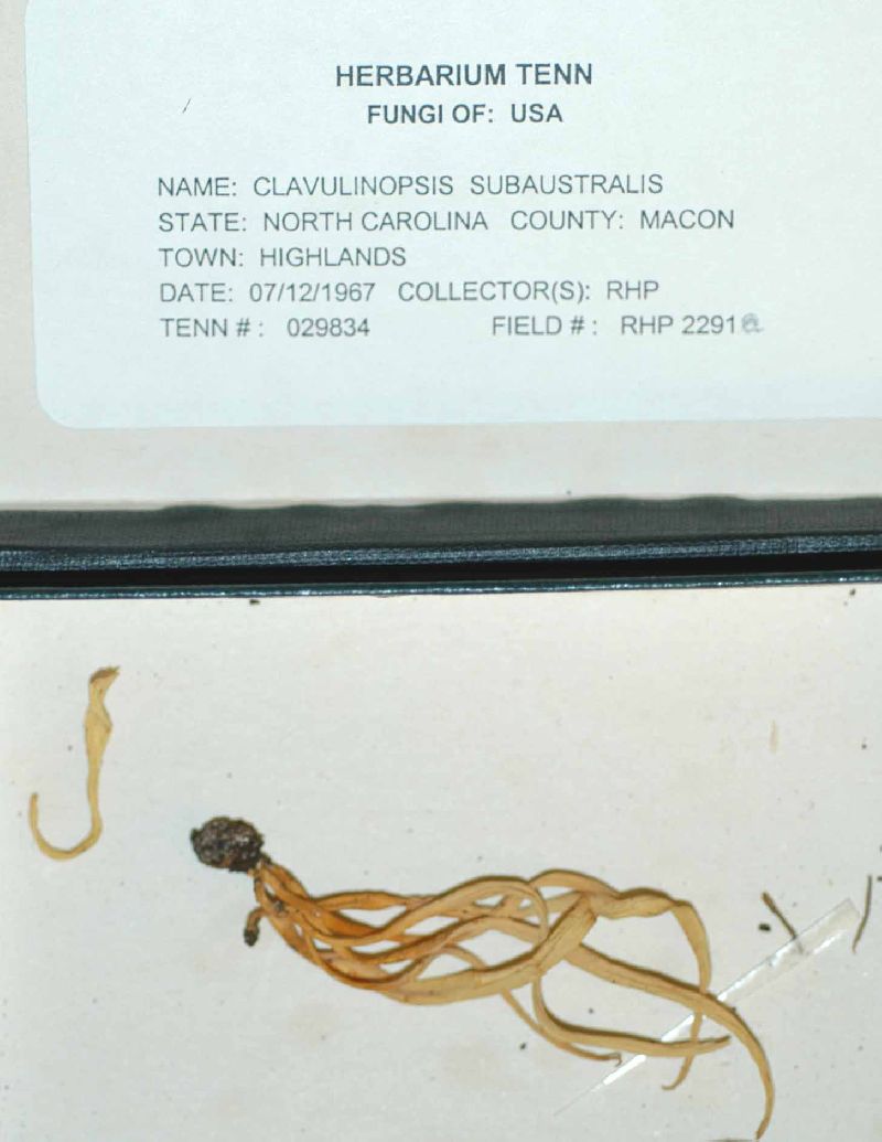 Clavulinopsis appalachiensis image