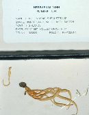 Clavulinopsis appalachiensis image