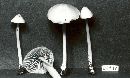 Entoloma salmoneum image