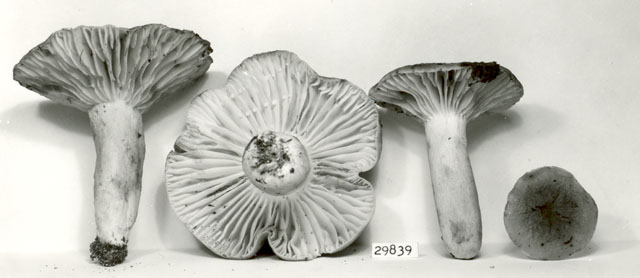 Lactarius lavendulaceus image
