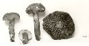 Boletus fraternus image