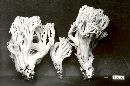 Ramaria botrytoides image