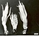 Clavulinopsis fusiformis image