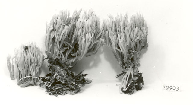 Ramaria flaccida image