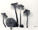 Entoloma babingtonii image