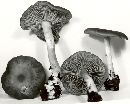 Entoloma grayanum image