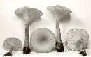 Clitocybe squamulosa image