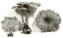 Clitocybe squamulosa image