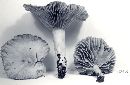 Lactarius sumstinei image