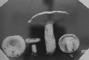 Lactarius peckii image