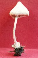 Volvariella pusilla image