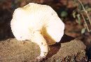 Lactarius hygrophoroides image